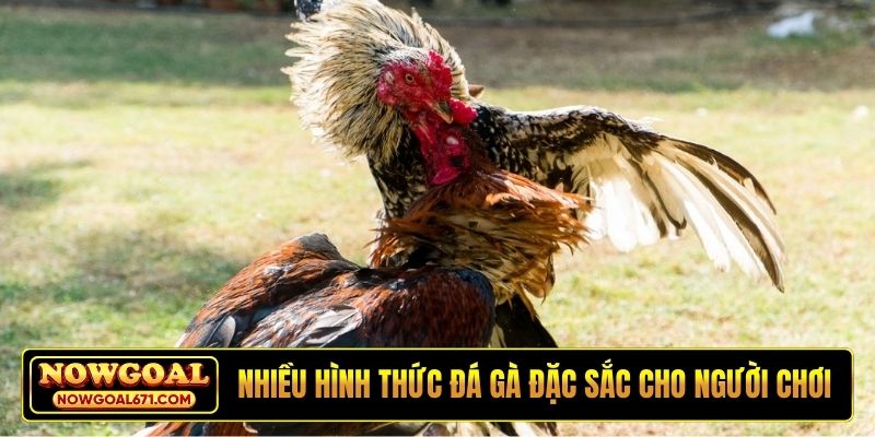 Có nhiều hình thức đá gà đặc sắc cho người chơi