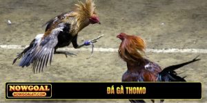 Đá gà Thomo