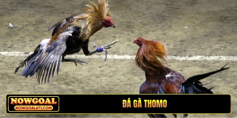 Đá gà Thomo